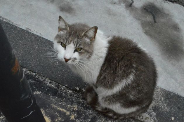 1000157_10151471166591517_445413536_n