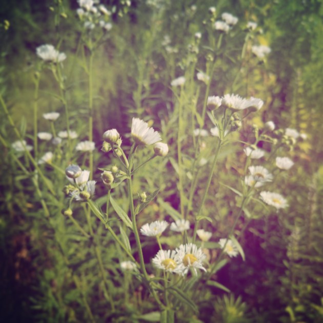 IMG_20170717_092642_395